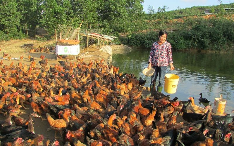 Làm giàu tại nông thôn với chăn nuôi gà thả vườn